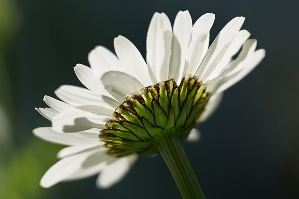 marguerite, flower, plant-6305475.jpg