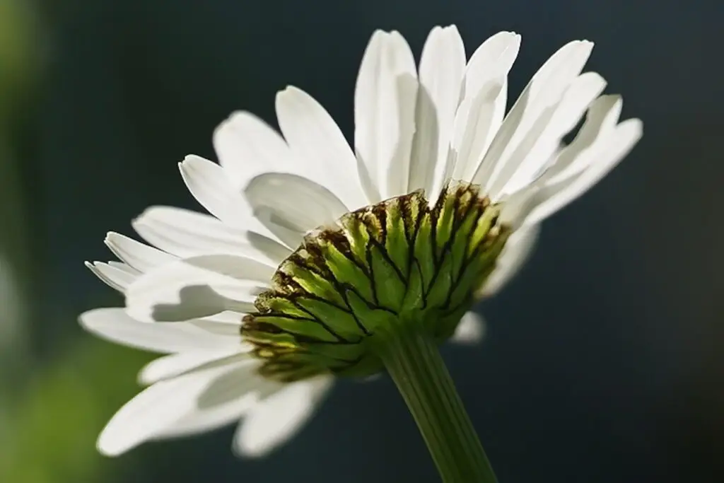 marguerite, flower, plant-6305475.jpg